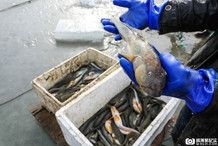 虎魚10元一斤貴嗎【虎魚10元一斤的價格是否合理】