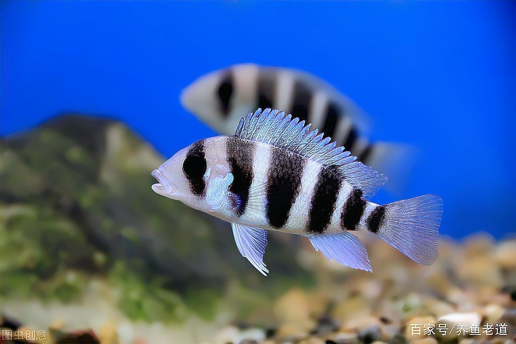 龍魚交叉感染最怕三個東西【龍魚交叉感染是養殖過程中需高度警惕的三個問題】