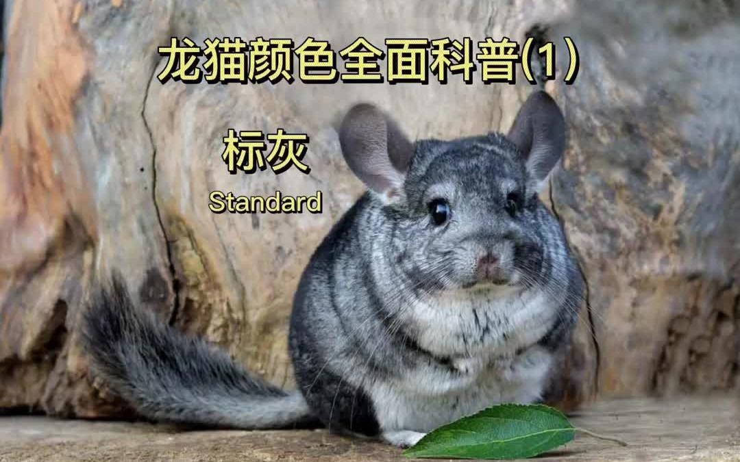 龍貓的其他顏色有哪些寓意？【龍貓的顏色大揭秘】