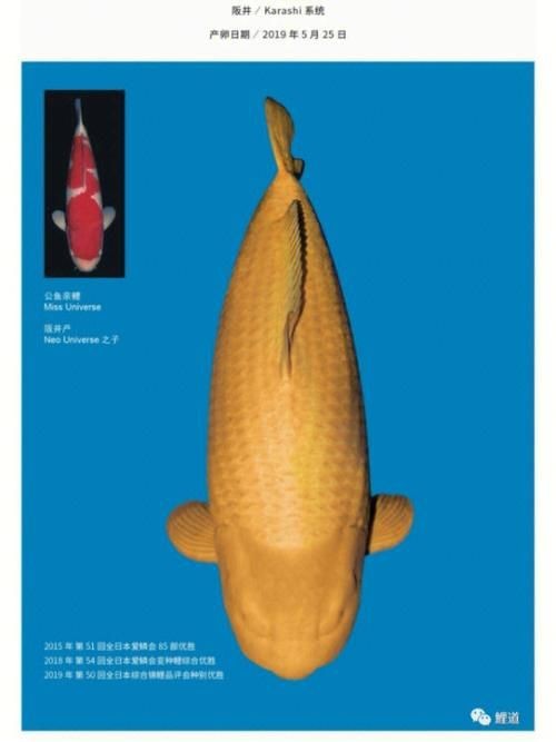 錦鯉芥子圖片【《錦錦鯉芥子圖片》錦鯉的價格是多少】