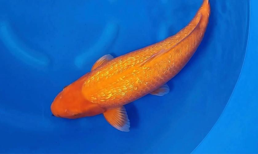 錦鯉芥子圖片【《錦錦鯉芥子圖片》錦鯉的價格是多少】