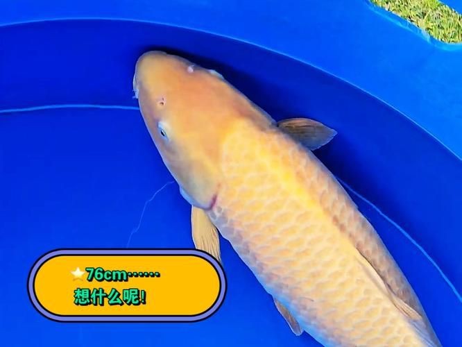 鬼刀魚學：金龍魚能和金龍魚混養一起養殖的魚類種類，什么魚能和金龍魚混養一起