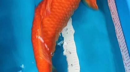 錦鯉芥子圖片【《錦錦鯉芥子圖片》錦鯉的價格是多少】