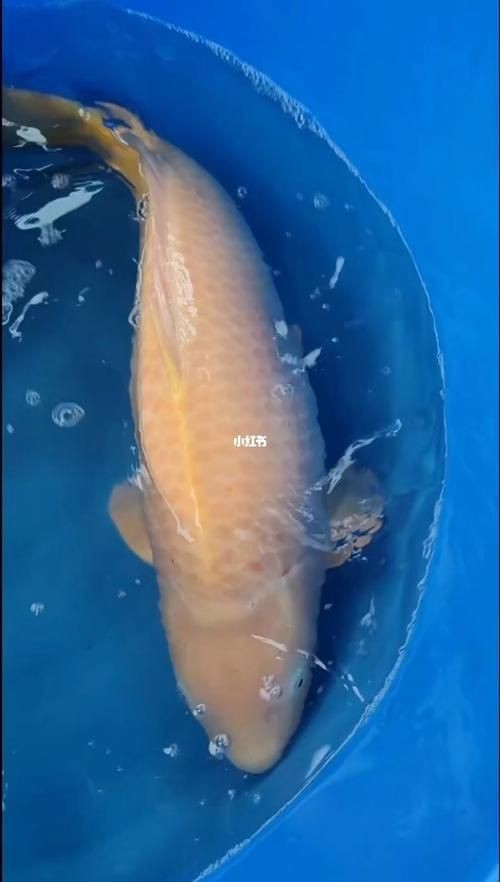 錦鯉芥子圖片【《錦錦鯉芥子圖片》錦鯉的價格是多少】