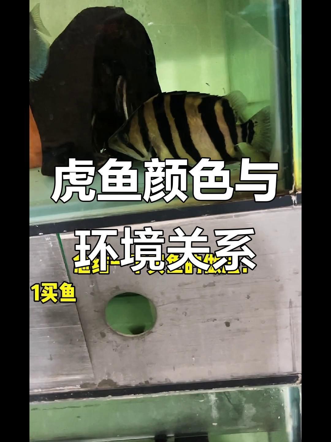 虎魚黑缸和白缸的區(qū)別【虎魚飼養(yǎng)全攻略】