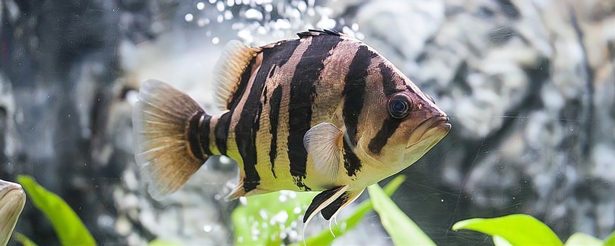 虎魚黑缸和白缸的區(qū)別【虎魚飼養(yǎng)全攻略】