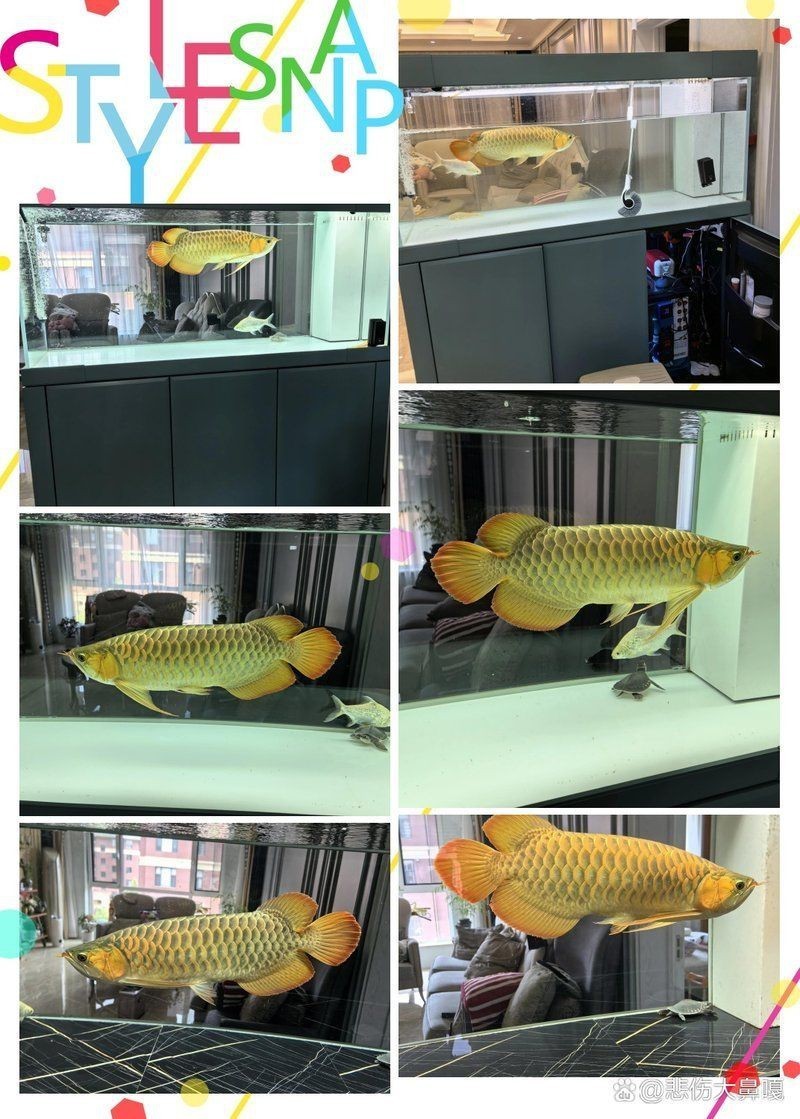 虎魚黑缸和白缸的區(qū)別【虎魚飼養(yǎng)全攻略】