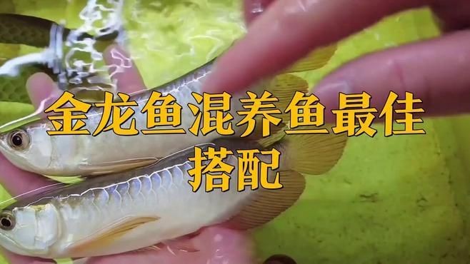 藍底過背金龍和什么魚【底過背金龍魚是一種極具觀賞價值的高檔觀賞價值的高檔觀賞魚】