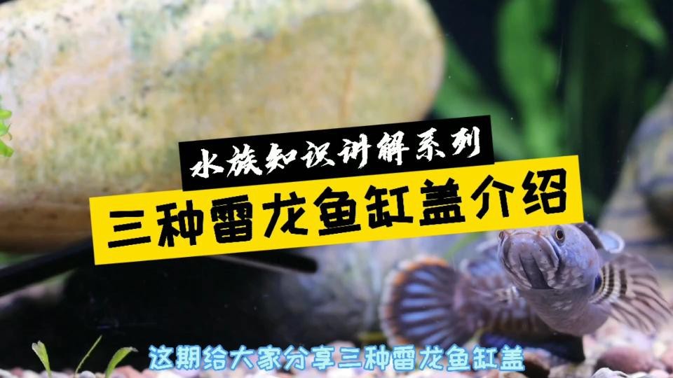 龍魚缸加蓋有哪些材質選擇？【你還不知道告訴你魚缸蓋板怎么選】