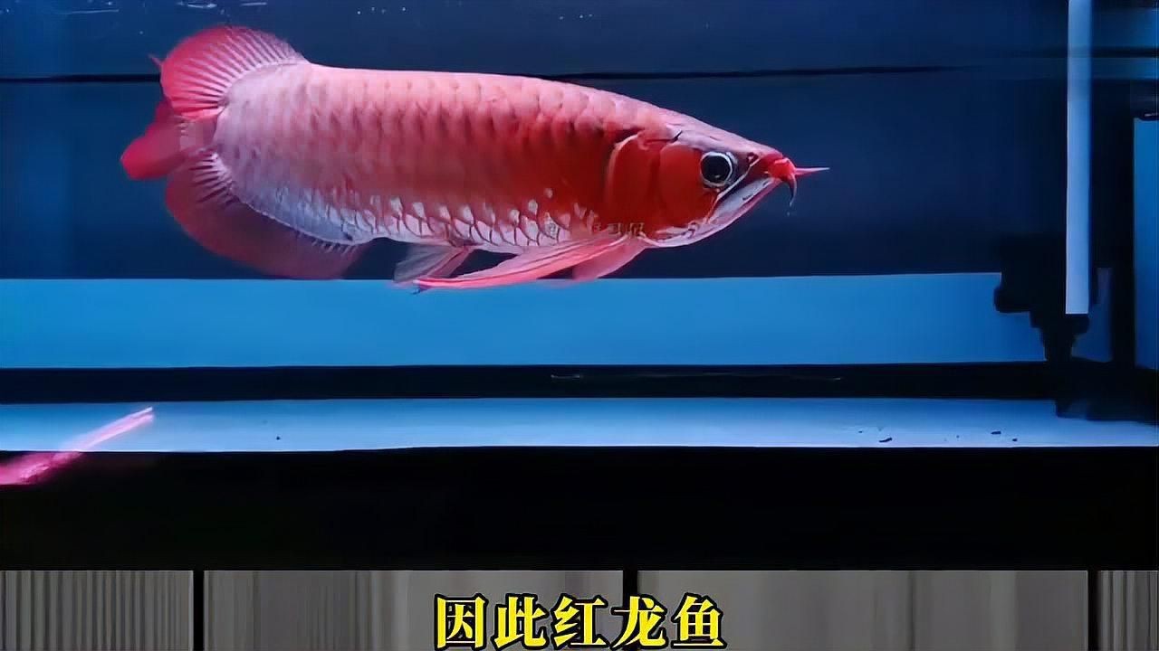 一億元的紅龍魚【一億元的紅龍魚為何能拍出百萬(wàn)高價(jià)揭秘其珍貴背后的原因】