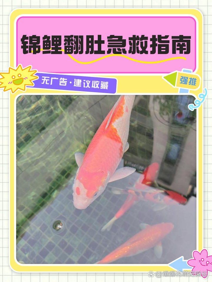 蝴蝶鯉翻肚還有救嗎【蝴蝶鯉翻肚怎么辦】 蝴蝶鯉翻肚還有救嗎【蝴蝶鯉翻肚怎么辦】 龍魚論壇 第21張