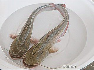 大嘴魚怎么養【大嘴魚養殖技術與注意事項】