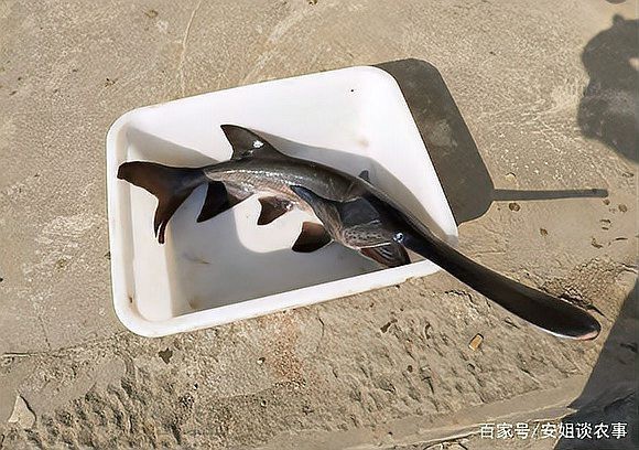 大嘴魚怎么養(yǎng)【大嘴魚養(yǎng)殖技術與注意事項】