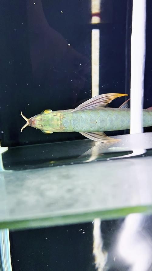 綠皮紅龍圖片【zili紅龍品種繁多這些你或許還未見過】