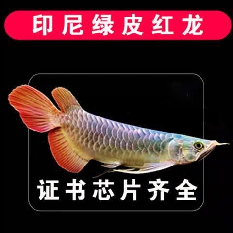 綠皮紅龍圖片【zili紅龍品種繁多這些你或許還未見過】