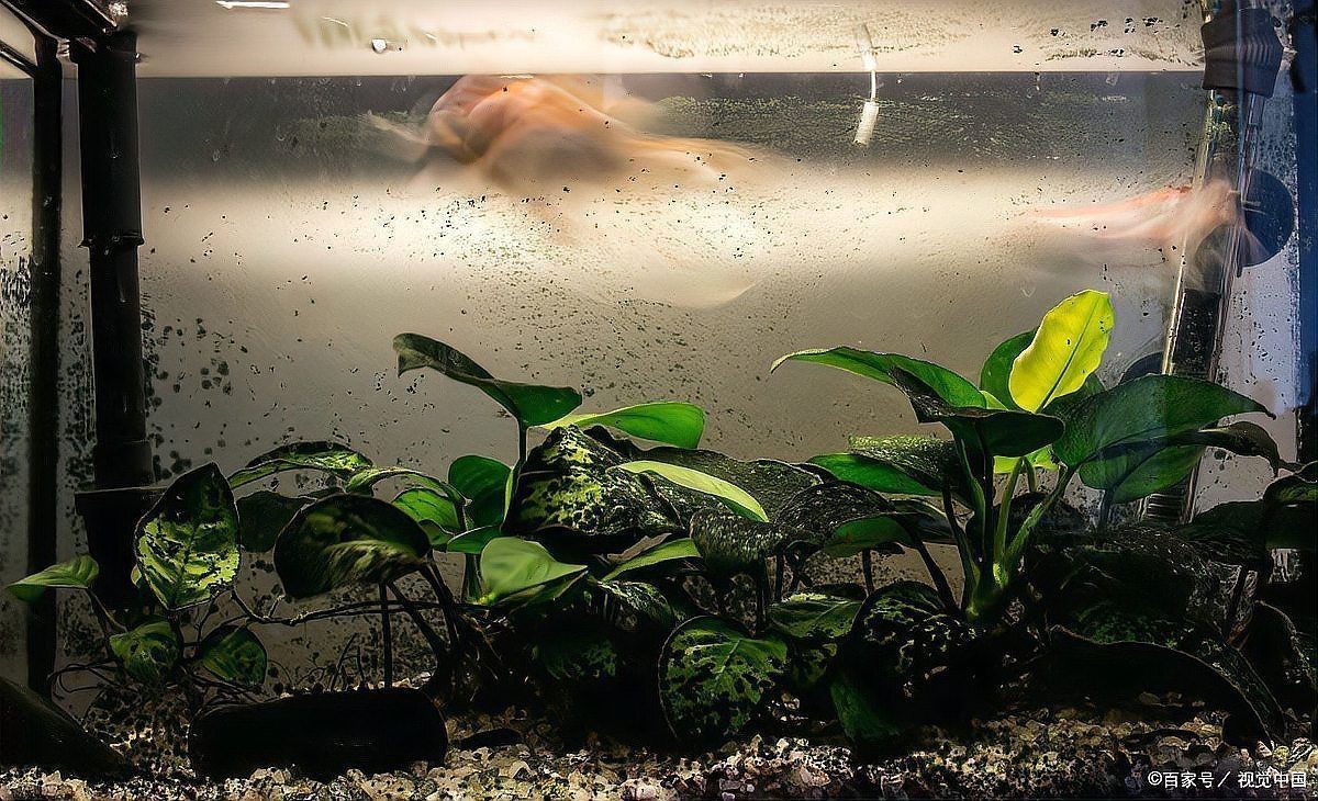 金龍魚缸底變黑最簡(jiǎn)單三個(gè)原因【金龍魚缸底變黑會(huì)影響魚嗎】