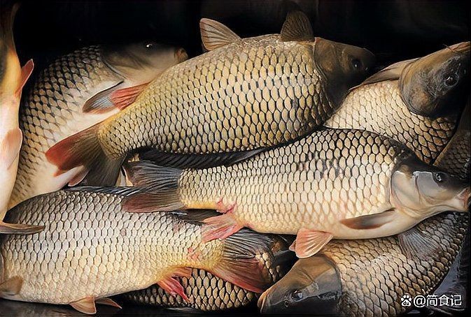 鱧魚(yú)是鯉魚(yú)嗎【鱧魚(yú)與鯉魚(yú)的區(qū)別】