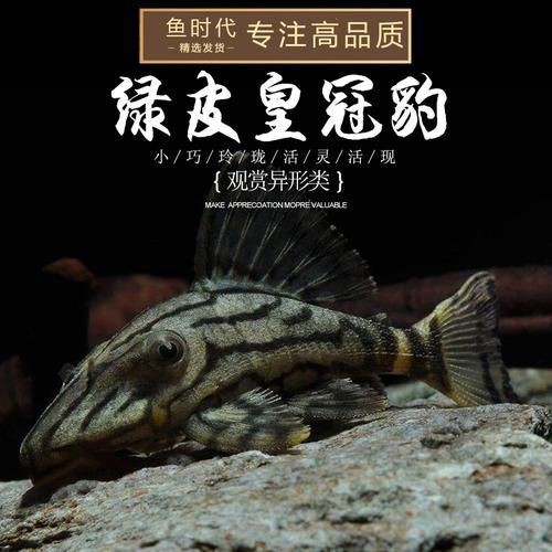 綠皮皇冠豹圖片及價格【《綠皮皇冠豹圖片及價格》*，哥倫比亞綠皮皇冠豹】