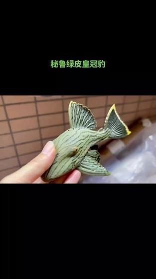 綠皮皇冠豹圖片及價格【《綠皮皇冠豹圖片及價格》*，哥倫比亞綠皮皇冠豹】