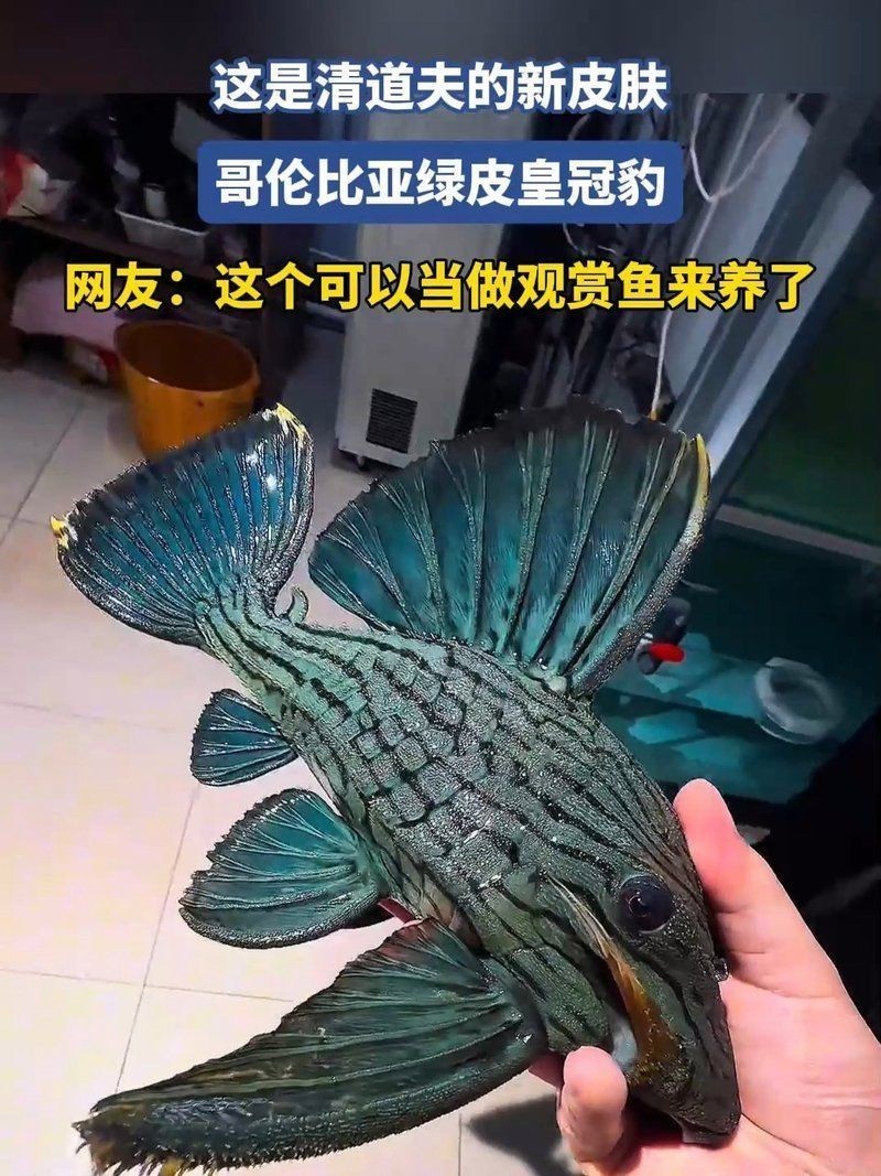 綠皮皇冠豹圖片及價格【《綠皮皇冠豹圖片及價格》*，哥倫比亞綠皮皇冠豹】