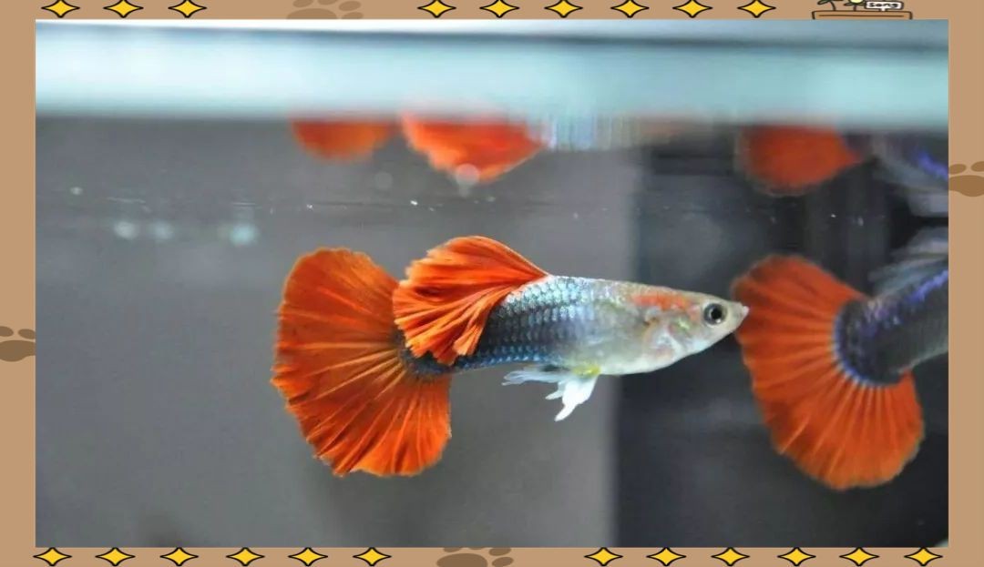 孔雀魚會一直憋著不生嗎【孔雀魚一直憋著不生怎么辦】