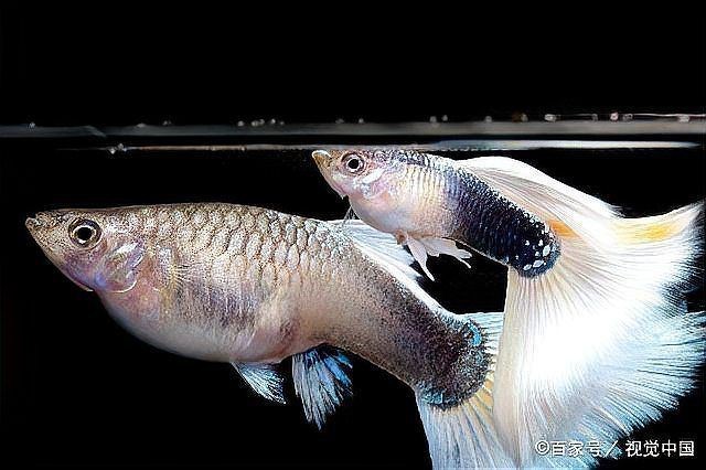 孔雀魚會一直憋著不生嗎【孔雀魚一直憋著不生怎么辦】