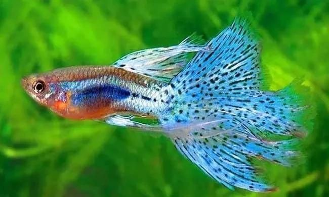 孔雀魚會一直憋著不生嗎【孔雀魚一直憋著不生怎么辦】
