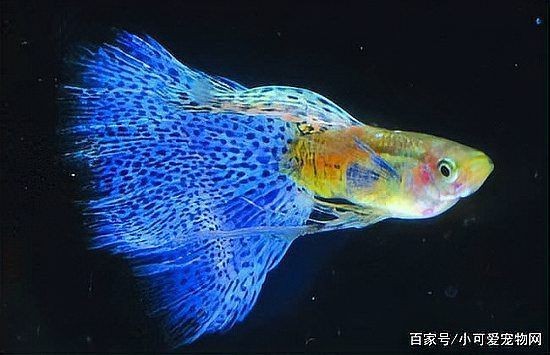 孔雀魚會一直憋著不生嗎【孔雀魚一直憋著不生怎么辦】