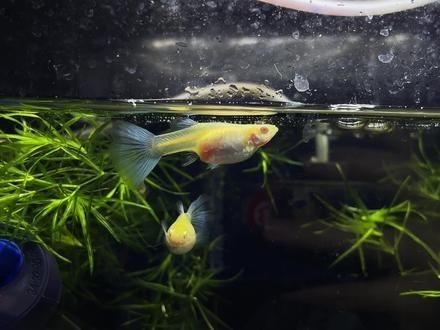 孔雀魚會一直憋著不生嗎【孔雀魚一直憋著不生怎么辦】