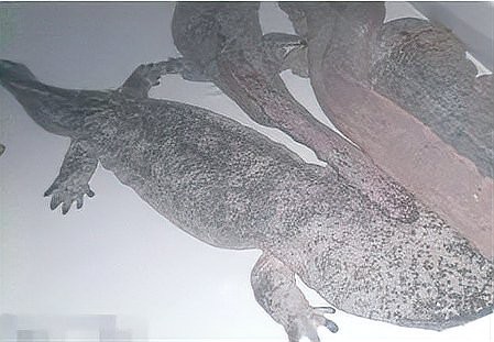 蠑螈是娃娃魚嗎？【娃娃魚和蠑螈的區(qū)別及各自特征詳解】 蠑螈是娃娃魚嗎？【娃娃魚和蠑螈的區(qū)別及各自特征詳解】 龍魚論壇 第8張