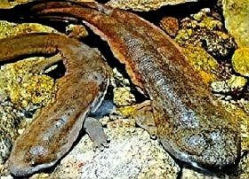 蠑螈是娃娃魚嗎？【娃娃魚和蠑螈的區(qū)別及各自特征詳解】 蠑螈是娃娃魚嗎？【娃娃魚和蠑螈的區(qū)別及各自特征詳解】 龍魚論壇 第7張