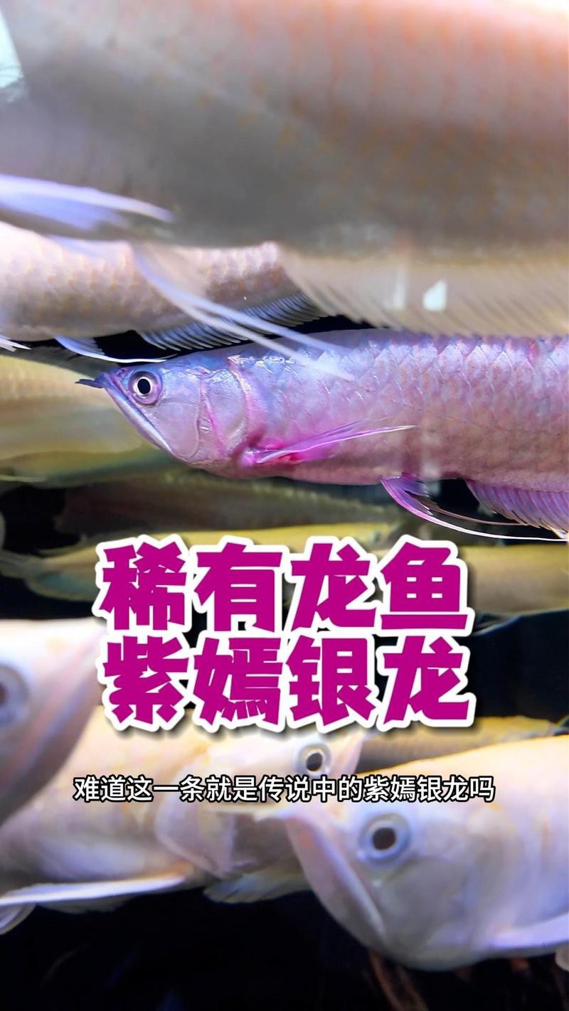 銀龍魚哪個顏色最稀有？【權威養殖鵬城茶修社銀龍魚最值錢的三個顏色職場技能錦囊】
