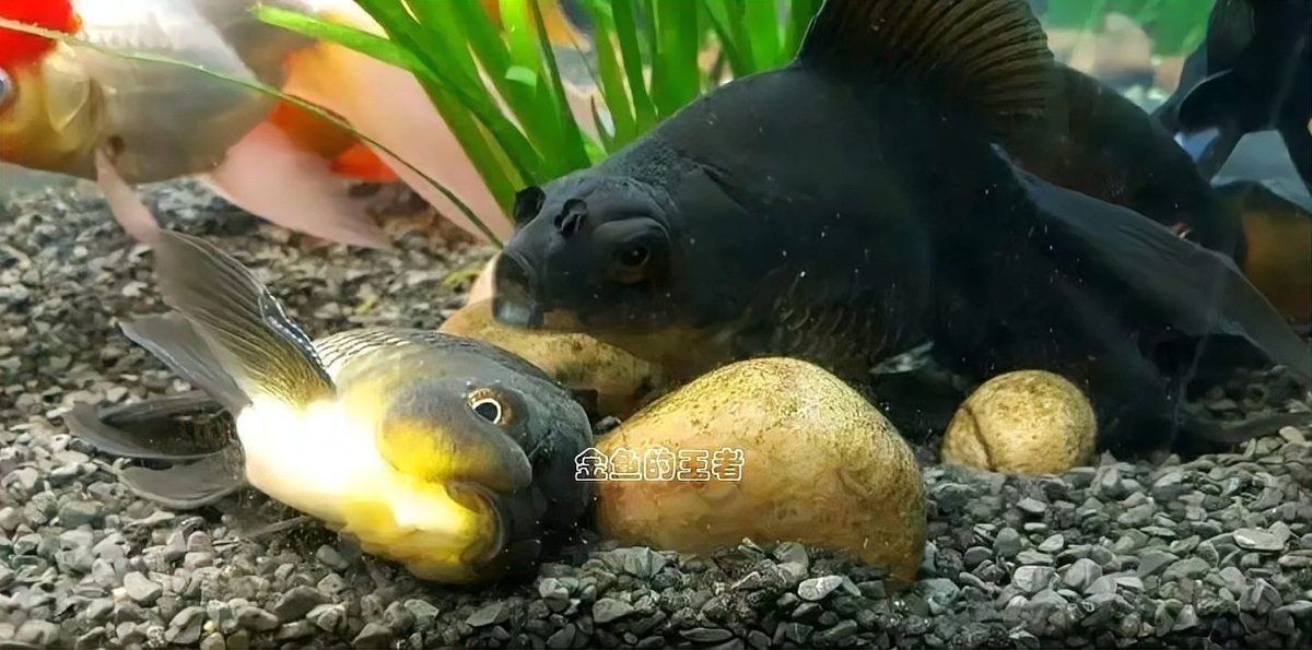 金魚趴缸底多久會死【小愛寵物生活百科,為什么觀賞魚趴缸后會半死不活】