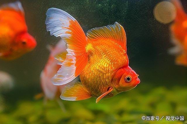 金魚趴缸底多久會死【小愛寵物生活百科,為什么觀賞魚趴缸后會半死不活】