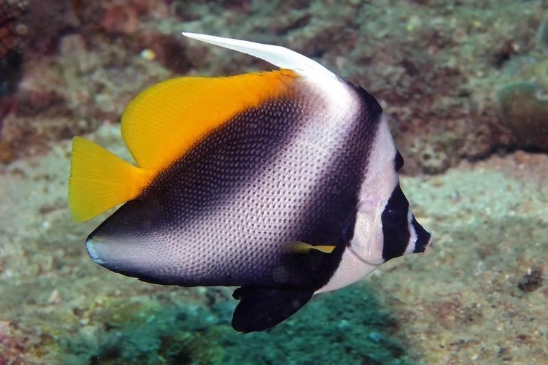 魟魚狀態(tài)不好的表現(xiàn)【魟魚健康狀態(tài)異常的十二種表現(xiàn)及應(yīng)對(duì)策略】 魟魚狀態(tài)不好的表現(xiàn)【魟魚健康狀態(tài)異常的十二種表現(xiàn)及應(yīng)對(duì)策略】 龍魚論壇 第9張