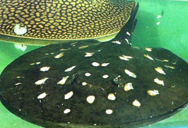 魟魚狀態(tài)不好的表現(xiàn)【魟魚健康狀態(tài)異常的十二種表現(xiàn)及應(yīng)對(duì)策略】 魟魚狀態(tài)不好的表現(xiàn)【魟魚健康狀態(tài)異常的十二種表現(xiàn)及應(yīng)對(duì)策略】 龍魚論壇 第8張
