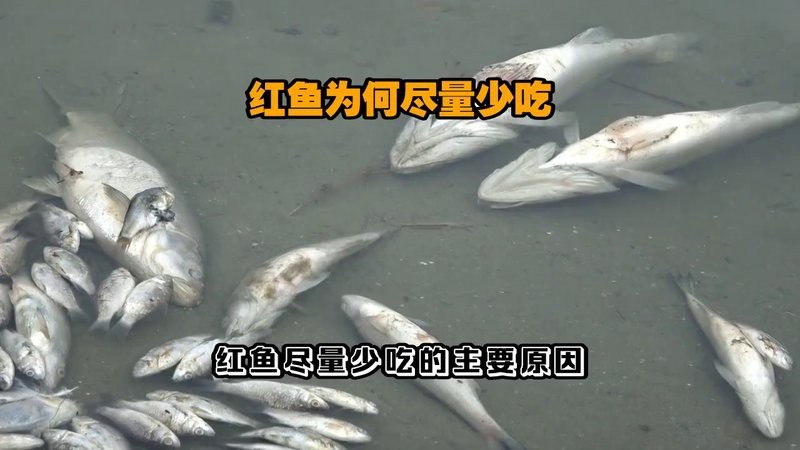 吃紅龍魚的6大忌【關于紅龍魚的食用安全】