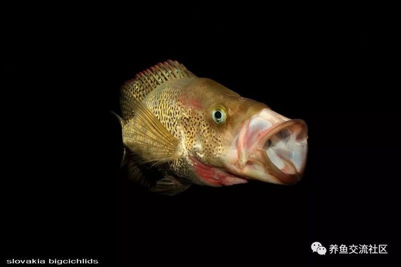 紅老虎魚學名叫什么【紅老虎魚的學名是“黃顙魚”】