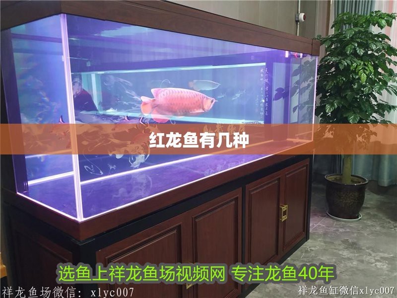 祥龍魚場有哪些紅龍魚品種？【祥龍魚場有哪些特色紅龍魚品種】
