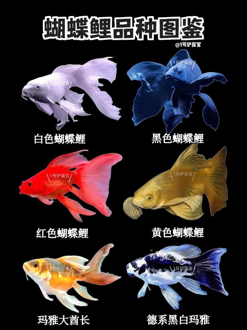 正宗蝴蝶鯉圖片【《探秘正宗蝴蝶鯉：獨特之美盡顯》】