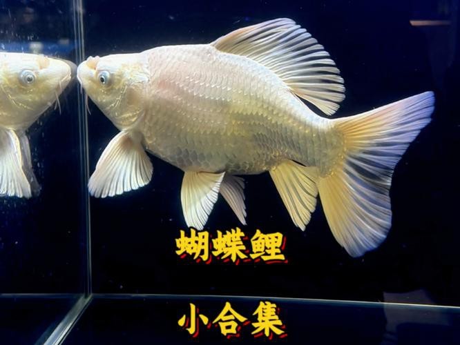 正宗蝴蝶鯉圖片【《探秘正宗蝴蝶鯉：獨特之美盡顯》】