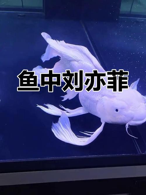 正宗蝴蝶鯉圖片【《探秘正宗蝴蝶鯉：獨特之美盡顯》】