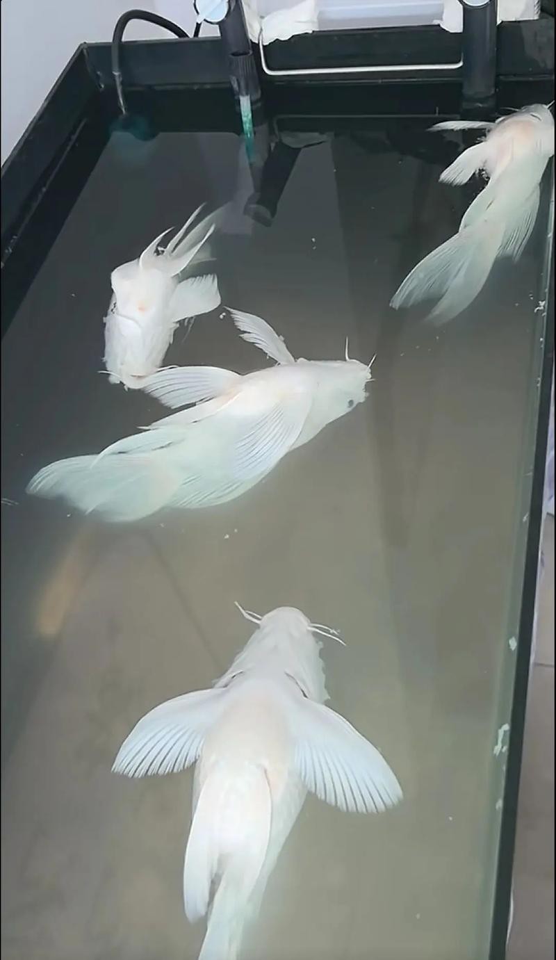 正宗蝴蝶鯉圖片【《探秘正宗蝴蝶鯉：獨特之美盡顯》】