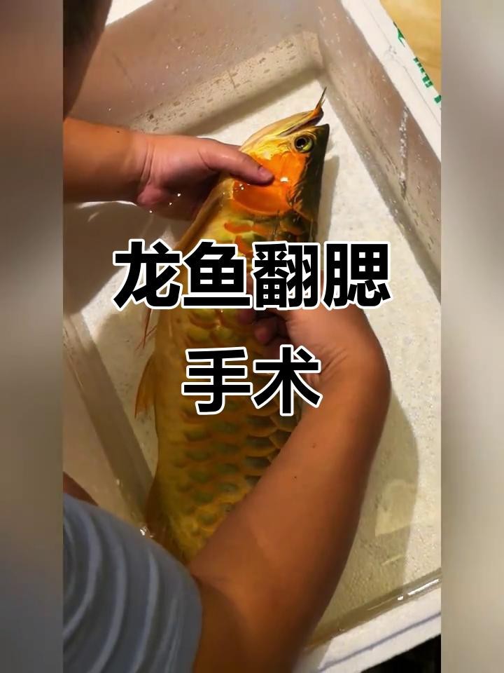 龍魚翻鰓手術需要多長時間【龍魚翻腮手術如何正確操作】
