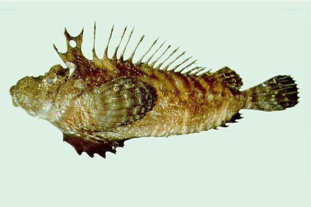 淡水老虎魚有毒嗎【淡水老虎魚有毒】