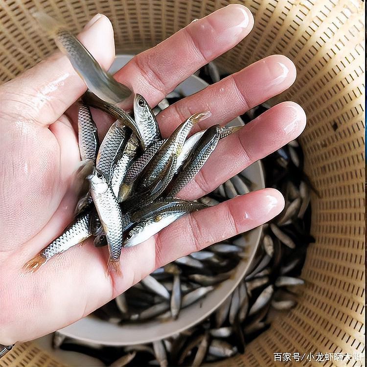 青龍魚大概多少錢一條【青龍魚市場價格分析與投資價值分析與投資價值研究】