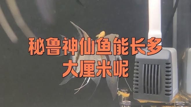 秘魯和埃及神仙魚(yú)的區(qū)別【養(yǎng)魚(yú)如何正確分辨出秘魯和埃及神仙魚(yú)的差別】
