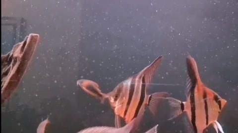 秘魯和埃及神仙魚(yú)的區(qū)別【養(yǎng)魚(yú)如何正確分辨出秘魯和埃及神仙魚(yú)的差別】