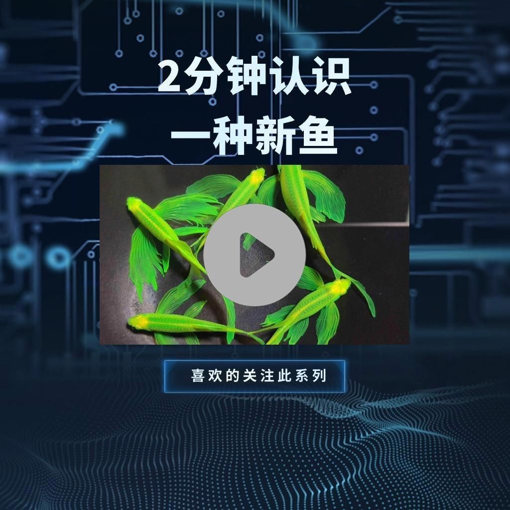秘魯和埃及神仙魚(yú)的區(qū)別【養(yǎng)魚(yú)如何正確分辨出秘魯和埃及神仙魚(yú)的差別】