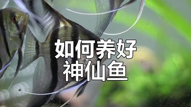 秘魯和埃及神仙魚(yú)的區(qū)別【養(yǎng)魚(yú)如何正確分辨出秘魯和埃及神仙魚(yú)的差別】